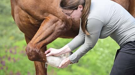 Querfriktionen, Pferdephysiotherapie, Manuelle Therapie, Sehnenbehandlung, Fesselgelenk, Pferdebein, Veterinärmedizin, Tierphysiotherapie, Pferd Das Foto zeigt die Anwendung von Querfriktionen am Vorderbein eines Pferdes durch Physiotherapeutin Katrin Obst.