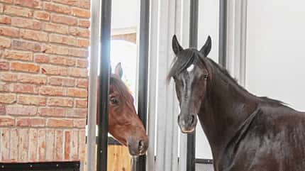 Rappe, Fuchs, Warmblutpferd, Reitpferd, Pferdestall, Boxenhaltung, Stallgasse, Pferdehaltung, Tierfotografie, Sozialbox, Hengsthaltung Die Aufnahme zeigt zwei Pferde in einem modernen, hellen Stallinnenraum hinter teilweise offenen Metalltrennstangen, die miteinander Kontakt aufnehmen.