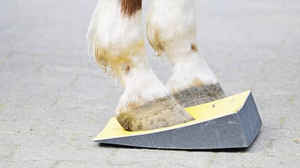 Palmare-Strukturen-Dehnung, Pferdephysiotherapie, Keil Balance Pad, Sure Foot, Pferdebein, Huf, Dehnübung, Veterinärmedizin Das Foto zeigt das Dehnen der palmaren Strukturen an einem Pferdebein. Der Huf steht auf einem gelben, keilförmigen Block, der Sehnen- sowie Bandstrukturen im Bereich von Huf und Fessel mobilisiert.