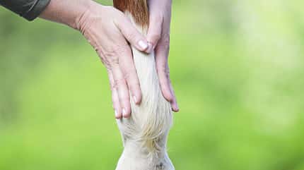 Faszienlift, Pferdephysiotherapie, Faszienbehandlung, Manuelle Therapie, Pferdebein, Fesselbereich, Tiermedizin, Behandlungstechnik, Pferdegesundheit Das Foto zeigt einen Faszienlift am Pferdebein. Mit flachen Händen wird am Pferdebein entlang nach oben gestrichen.