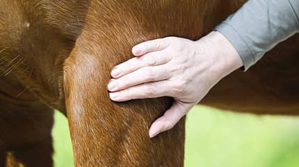 Tellington TTouch, Pferdemassage, Pferdeschulter, Pferd, Tiertherapie, Pferdetraining, Körperarbeit, Berührungstechnik, Tiergesundheit Das Foto zeigt eine Anwendung der Tellington TTouch Methode an einem Pferd, bei der eine Hand am Schulter- bzw. Vorderbeinbereich aufliegt. Die Handposition ist typisch für die sanften, kreisenden TTouch‑Berührungen.