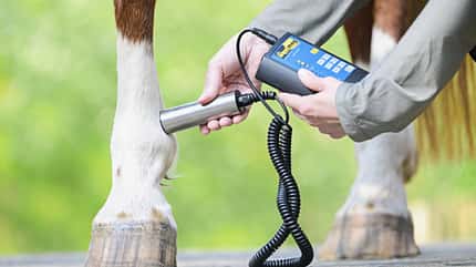 Magnetfeldtherapie, Magnetfeldgerät, Tierphysiotherapie, Pferd, Pferdebein, Fesselgelenk, Huf, Veterinärmedizin, Veterinärtechnik, Pferderehabilitation Das Foto zeigt eine Magnetfeldtherapie am Pferdebein, bei der ein zylindrischer Handapplikator an das Fesselgelenk gehalten und über ein Spiralkabel mit einem Steuergerät verbunden ist.