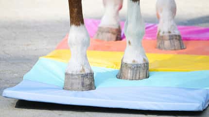 Turnmatte, Trainingsmatte, Pferdehuf, Pferdebein, Pferdetraining, Bodenarbeit, Reitsport, Koordinationstraining, Gymnastikmatte Die Aufnahme zeigt eine Turnmatte, auf der die Hufe eines Pferdes stehen. Die mehrfarbige, gepolsterte Matte dient als Trainings- bzw. Gymnastikunterlage für propriozeptives Training.