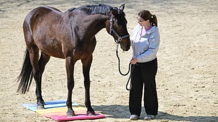 Mattentraining, Gelassenheitstraining, Bodenarbeit, Trainingsmatte, Führstrick, Halfter, Reitplatz, Horsemanship, Pferdetraining, Pferd Das Foto zeigt Mattentraining mit einem Pferd auf einem Reitplatz; Katrin Obst führt das Tier am Halfter mit Führstrick. Das Pferd steht mit den Vorderhufen auf farbigen Schaumstoffmatten.
