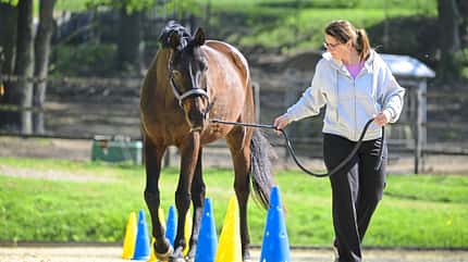 Pylonen, Bodenarbeit, Führtraining, Hindernisparcours, Reitplatz, Leitseil, Pferdetraining, Pferdesport, Verkehrskegel Die Aufnahme zeigt eine Bodenarbeitsübung mit Pylonen: Katrin Obst führt ein Pferd an einem Leitseil über einen Reitplatz. Mehrere gelbe und blaue Pylonen markieren einen Slalom‑Parcours, durch den das Pferd im Schritt geführt wird. Die Szene findet im Freien bei Tageslicht statt.