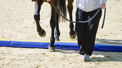 Dualgassen, Pferdetraining, Bodenarbeit, Stangenarbeit, Führtraining, Reitplatz, Schaumstoffstange, Pferdeausbildung Das Foto zeigt Bodenarbeit mit Dualgassen: Ein Pferd wird am Führstrick von Katrin Obst über eine blau-gelbe Dualgasse auf einem Sandreitplatz geführt.