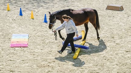 Zirkeltraining, Pferdetraining, Bodenarbeit, Stangenarbeit, Reitplatz, Führstrick, Trainingshindernis, Pylonen, Horsemanship, Pferdesport, Katrin Obst, Reha Das Bild zeigt Zirkeltraining: Katrin Obst führt ein Pferd über farbige Bodenstangen auf einem Sandreitplatz. Pylonen und eine bunte Matte markieren Trainingsstationen; das Pferd wird am Führstrick im ruhigem Schritt im Rahmen von Bodenarbeit/Stangenarbeit gearbeitet.