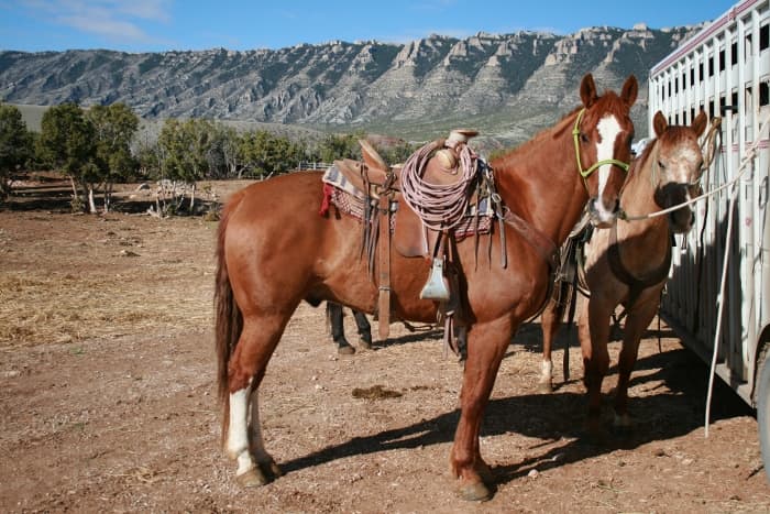 Montane Rinder Cattledrive Montana: Wenn Cowboys Rinder hüten