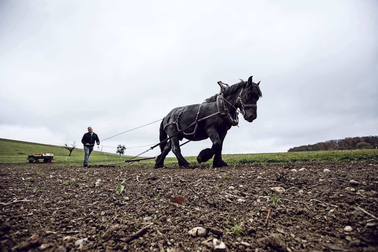 Pferdehaltung: Effektiver Beitrag zum Umweltschutz