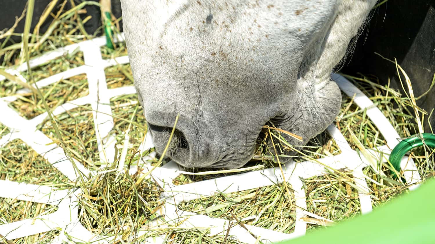 Heu füttern: Slow-Feeder für Pferde im Test
