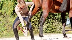 cav-201902-no-go-hinterbein-mit-TEASER-fsp-2257-schmid-v-amendo (jpg)
