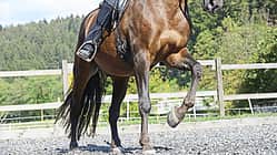 CAV Galopp Konter