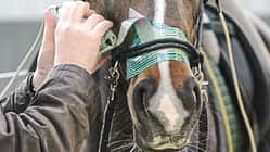 CAV Test Knotenhalfter 2