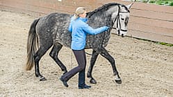 cav-dressur-an-der-hand-022017-und-teaser-03-l-vorwaerts-c-traben-lir3617 (jpg)