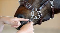 CAV Gebisslose Zäume im Test 17
