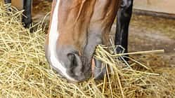 CAV Futter Stroh