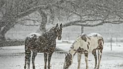 CAV Winter Pferde Koppel Schnee
