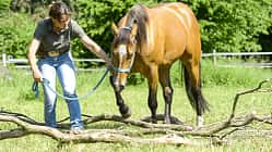 CAV Trail Pferd an der Hand über Baumstämme