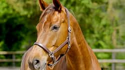 CAV Pferd mit Halfter