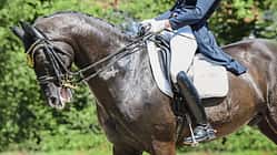 CAV Rollkur Aufmacher