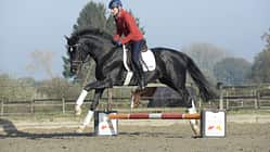 CAV Ingrid Klimke Galopp Cavaletti Sir