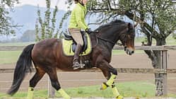 CAV Galopp Aufmacher