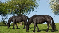 CAV Weide Koppel Gras Friese