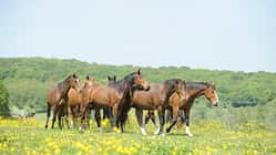 CAV Pferd Herde Weide Koppel Grasen