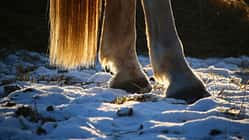 CAV Pferd Hufe Winter Aufmacher