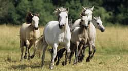 CAV Connemara Pony Weide Galopp Herde