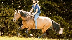 CAV Freiheit und Grenzen beim Pferd