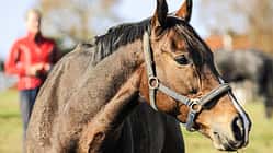 CAV Pferd einfangen