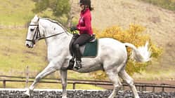 CAV Fliegender Galoppwechsel Aufmacher