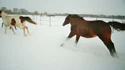 CAV Pferde Winter Schnee Winterfotos Pferdefotos Leserfotos 2012