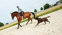 CAV Horse and Dog Trail Sabine Lang 1