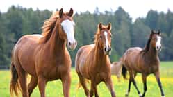 CAV Pferd Herde Weide Koppel Grasen