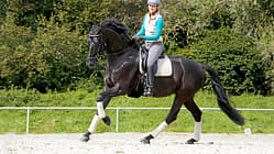 Galoppierendes Pferd auf dem Reitplatz