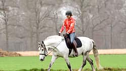 Pferd mit Reiterin auf einer Wiese im Trab