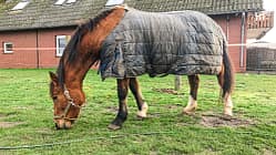 Reitschulttest Diepholz