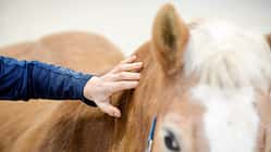 Haflinger mit Hand, die ihn am Hals berührt