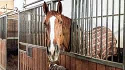 Reitschultest