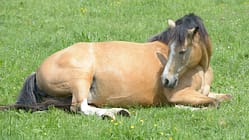 Medizin Kompendium - Bauchfellentzündung