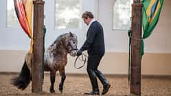 So geht das Pferd in die richtige Richtung
