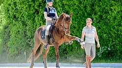 Klassisch reiten mit Quarter Horse