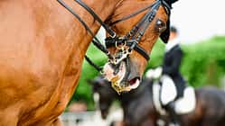 pferdegerechtes Reiten im Sport