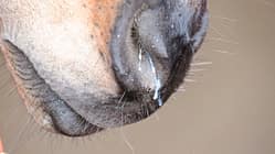 Medizin Kompendium Equine Influenza