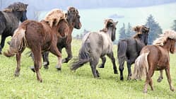 Verhaltendebatte - Sind Pferde Rassisten? 