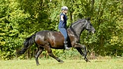 Eine Frage drei Expeten - Reiten ohne Sattel