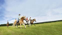 Gruppe von Reiterinnen beim Galopp über eine Wiese