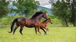 Pferd mit Fohlen auf der Weide 